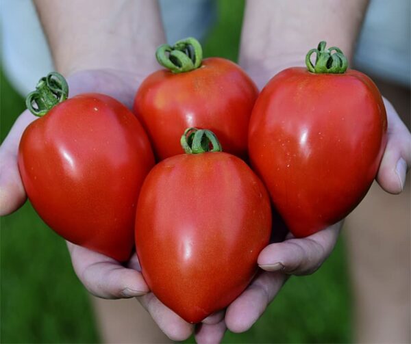 Tomato (Solanum lycopersicum) Big Mama F1