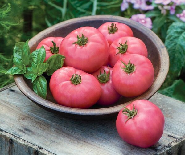 Tomate (Solanum lycopersicum) Rosa Grande F1