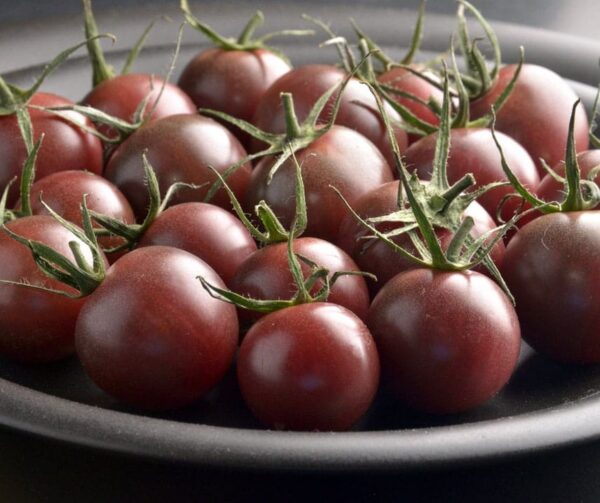 Pomodoro (Solanum lycopersicum) Ciliegia nera