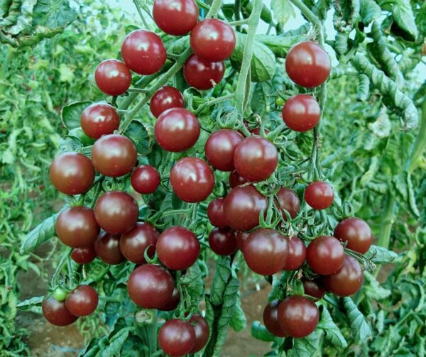 Tomato (Solanum lycopersicum) Black Opal