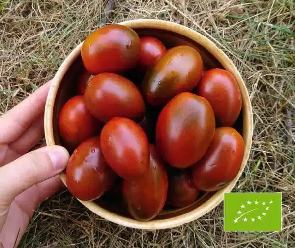 Pomodoro (Solanum lycopersicum) Prugna Nera BIO