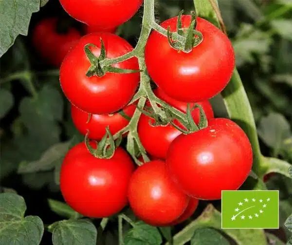Tomato (Solanum lycopersicum) Bolstar Granda BIO