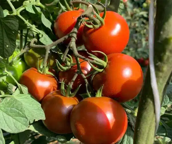 Tomate (Solanum lycopersicum) Brunito PhR F1 - Bild 3