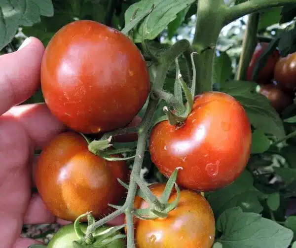 Tomate (Solanum lycopersicum) Brunito PhR F1 - Bild 2