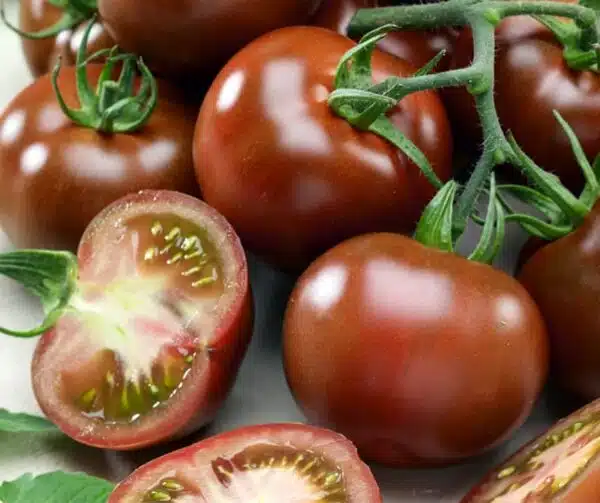 Tomate (Solanum lycopersicum) Brunito PhR F1