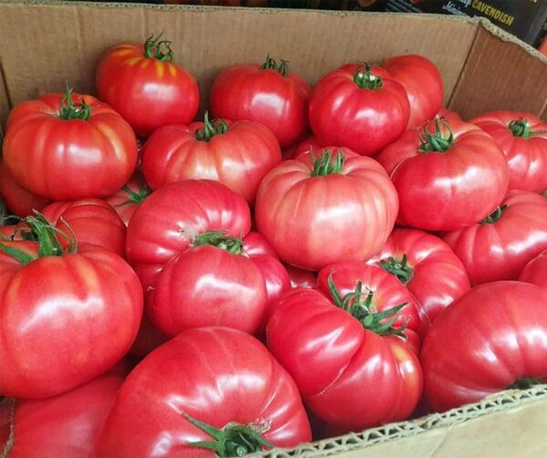 Tomate (Solanum lycopersicum) Buffalopink F1 - Image 3