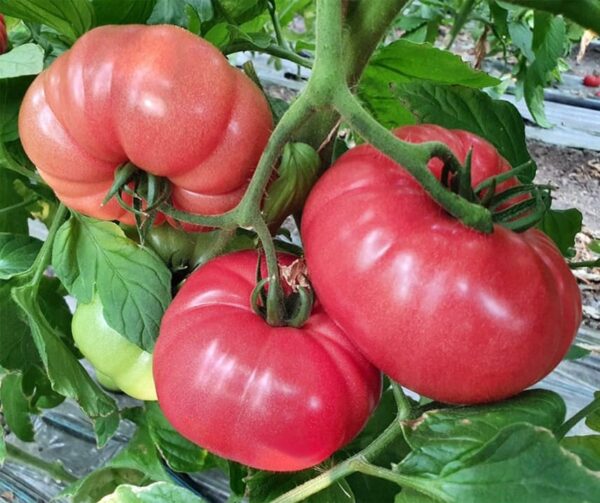 Tomate (Solanum lycopersicum) Buffalopink F1 - Image 2