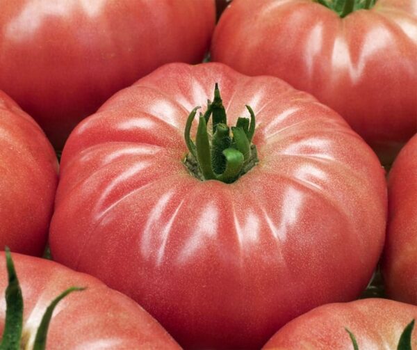 Tomate (Solanum lycopersicum) Buffalo rose F1