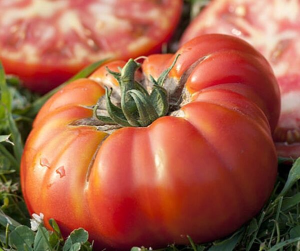 Bistecca di bufalo di pomodoro (Solanum lycopersicum) F1