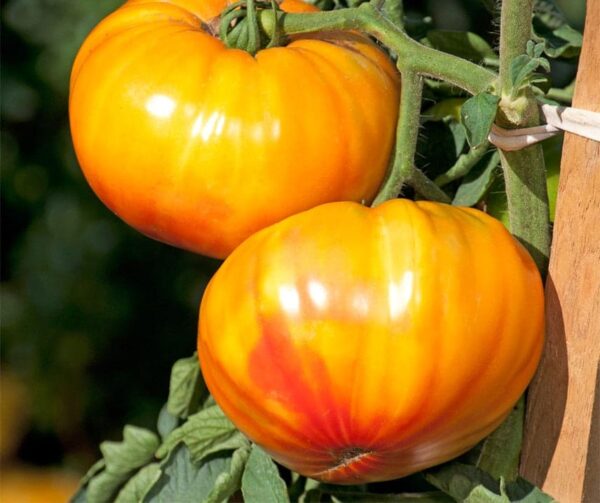 Tomato (Solanum lycopersicum) Buffalosun PhR F1