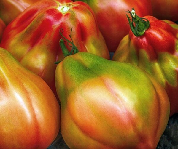 Tomate (Solanum lycopersicum) Canestrino di Lucca
