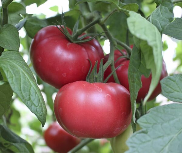 Tomato (Solanum lycopersicum) Cassarosa F1