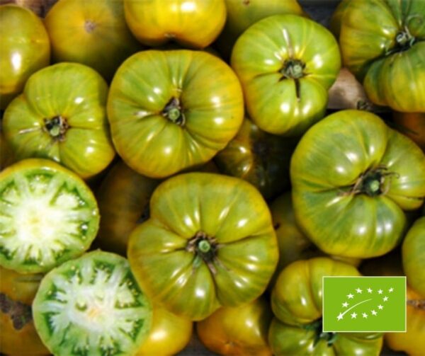Tomato (Solanum lycopersicum) Charlie Green BIO