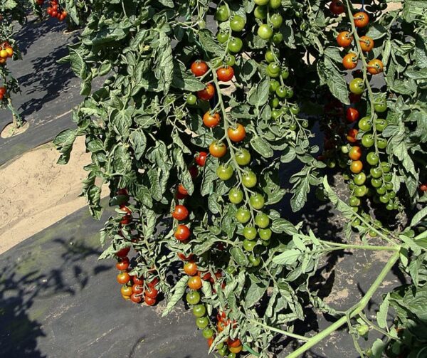Памідор (Solanum lycopersicum) Cherrola F1 - Выява 2