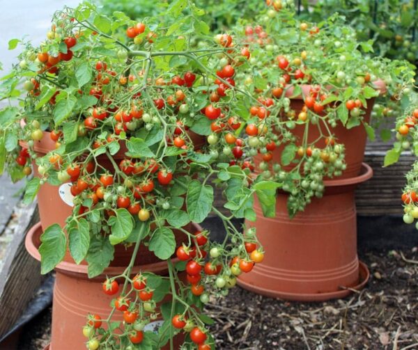 Pomodoro (Solanum lycopersicum) Cherry Cascade