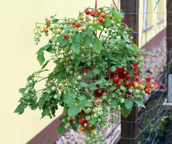 Pomodoro (Solanum lycopersicum) Cherry Cascade - Immagine 3