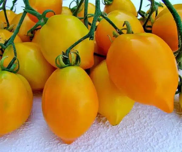 Tomate (Solanum lycopersicum) Citrina
