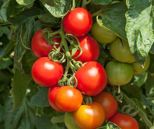 Tomato (Solanum lycopersicum) Cocktail Crush PhR F1