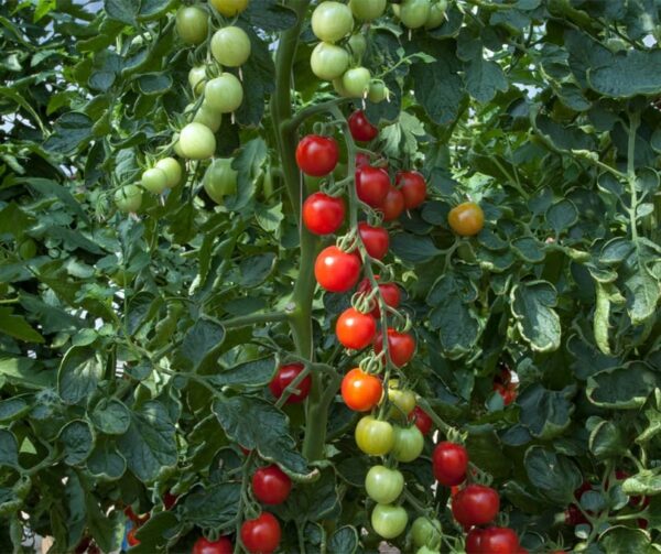 Tomate (Solanum lycopersicum) Consuelo PhR F1 - Imagen 3