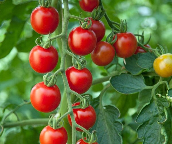 Tomate (Solanum lycopersicum) Consuelo PhR F1
