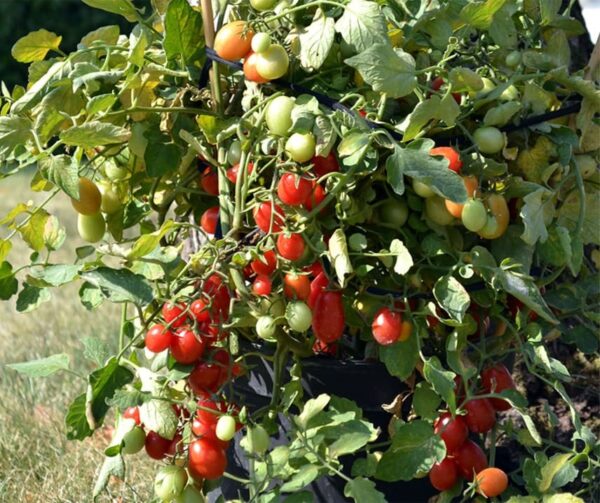 Tomato (Solanum lycopersicum) Crazy Cherry F1 - Image 2