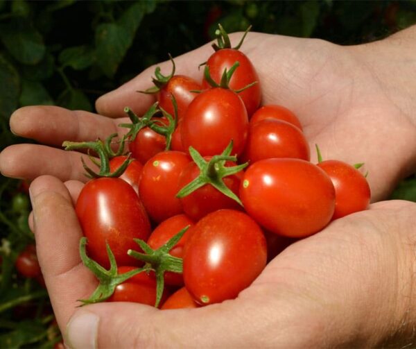 Tomato (Solanum lycopersicum) Crazy Cherry F1