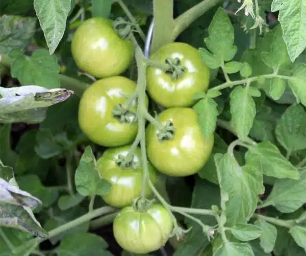 Tomate (Solanum lycopersicum) Crimson Crush PhR F1 - Image 4
