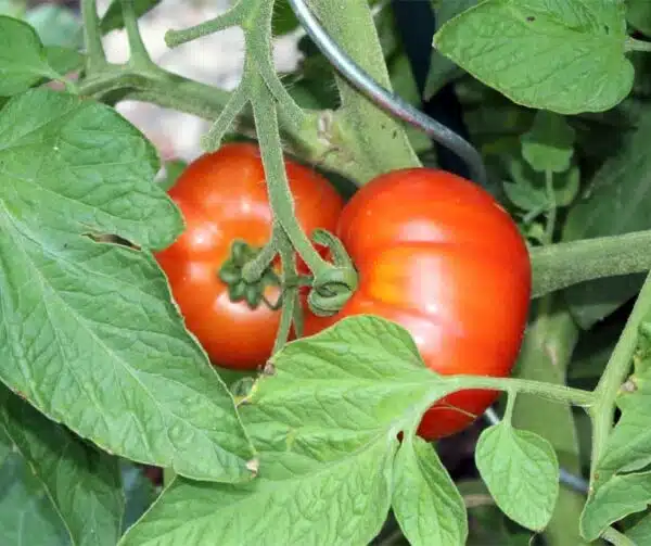 Tomate (Solanum lycopersicum) Crimson Crush PhR F1 - Image 2