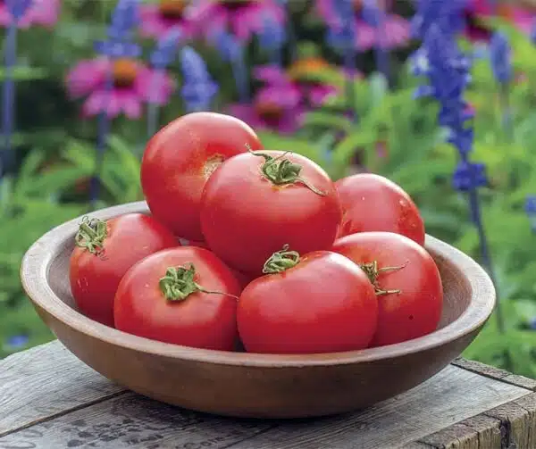 Tomate (Solanum lycopersicum) Crimson Crush PhR F1