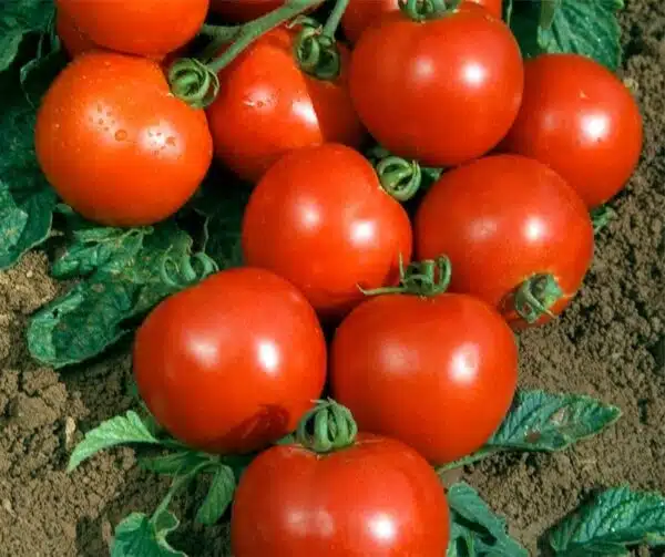 Памідор (Solanum lycopersicum) Cristal PhR F1 - Выява 2