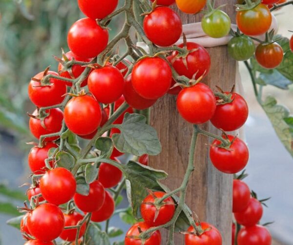 Pomodoro (Solanum lycopersicum) Crokini PhR F1 - Immagine 3