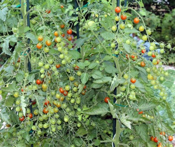 Pomodoro (Solanum lycopersicum) Crokini PhR F1 - Immagine 4