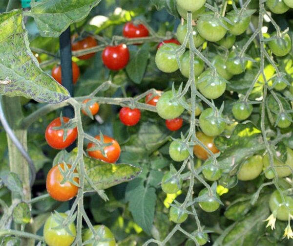 Pomodoro (Solanum lycopersicum) Crokini PhR F1 - Immagine 2