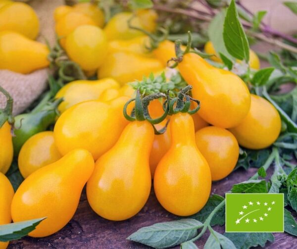 Pomodoro (Solanum lycopersicum) Dattelwein BIO