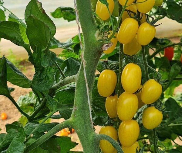 Tomate (Solanum lycopersicum) Dattolime F1 - Image 2