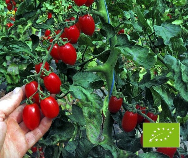 Памідор (Solanum lycopersicum) Донателлина БІЯ