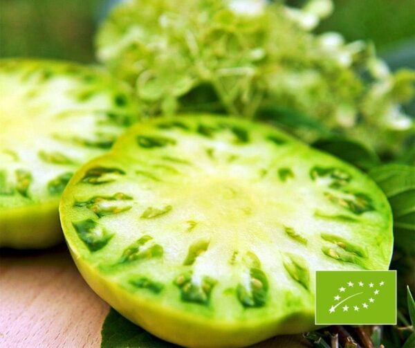 Tomato (Solanum lycopersicum) Evergreen BIO