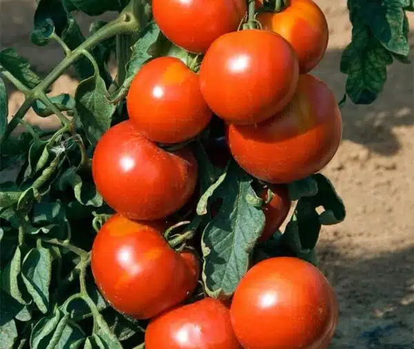 Памідор (Solanum lycopersicum) Fandango PhR F1 - Выява 2