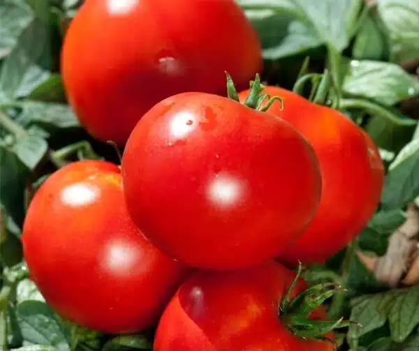 Памідор (Solanum lycopersicum) Фанданга PhR F1