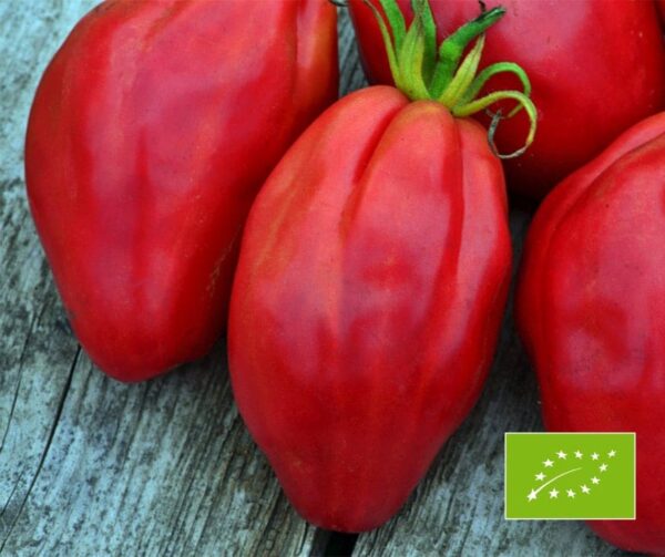 Памідор (Solanum lycopersicum) Fiammante BIO