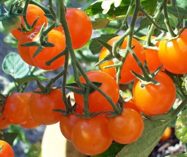 Pomodoro (Solanum lycopersicum) Figiel