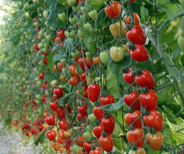 Tomate (Solanum lycopersicum) Gardenberry F1 - Image 2