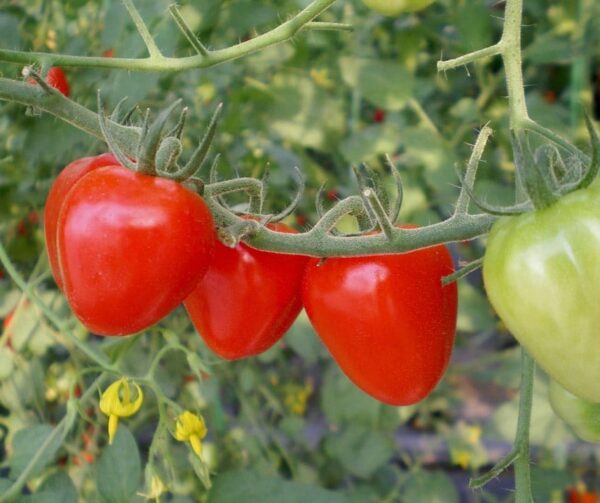 Tomate (Solanum lycopersicum) Gardenberry F1