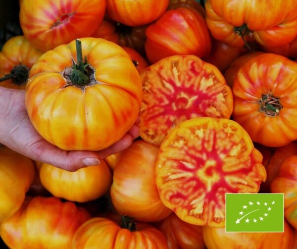 Памідор (Solanum lycopersicum) нямецкае золата BIO