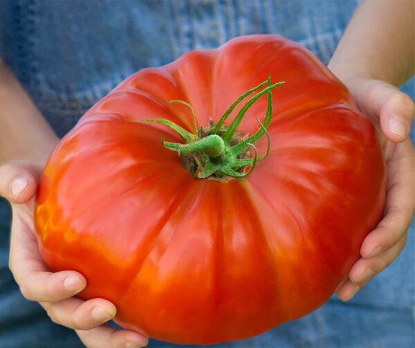 Tomate (Solanum lycopersicum) Gigantomo - Image 3