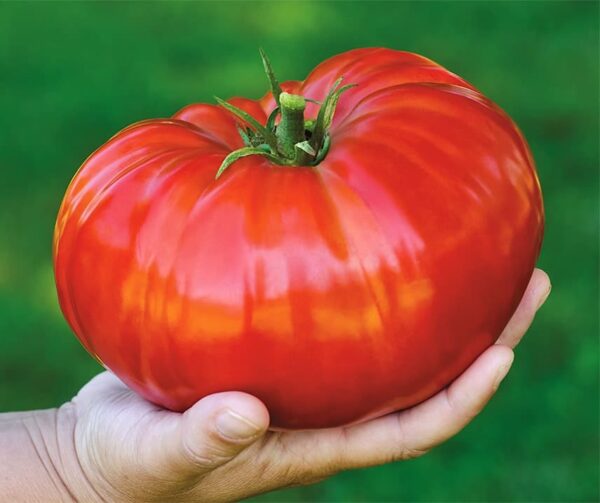 Tomate (Solanum lycopersicum) Gigantomo - Image 2