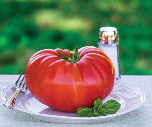 Tomate (Solanum lycopersicum) Gigantomo