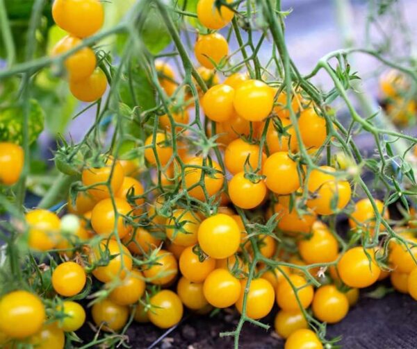 Tomate (Solanum lycopersicum) Groseille dorée