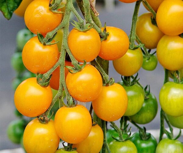 Tomato (Solanum lycopersicum) Goldkrone