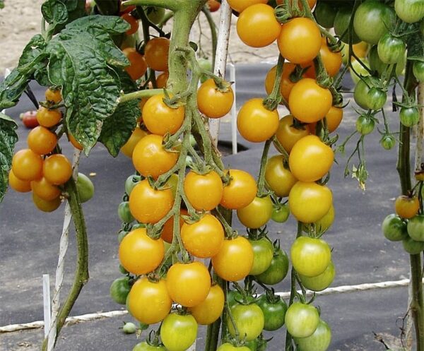 Tomate (Solanum lycopersicum) Goldkrone BIO - Image 2